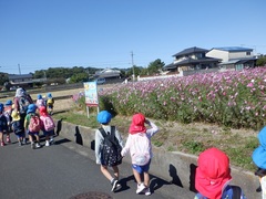 コスモスを見る幼児の写真