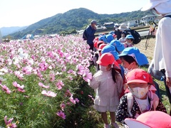 コスモスを見る幼児の写真