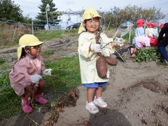 さつまいも掘りをしている幼児の写真