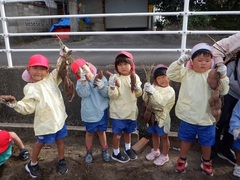 さつまいも掘りをしている幼児の写真