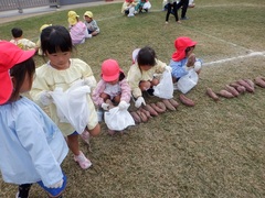 持ち帰るさつまいもを選んでいる幼児の写真