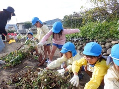 さつまいも掘りをしてい幼児の写真