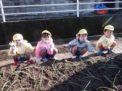 タマネギの苗植えをしている幼児の写真