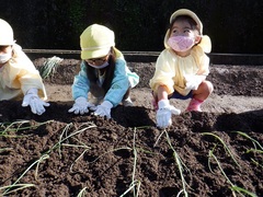 タマネギの苗植えをしている幼児の写真