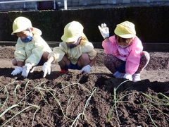 タマネギの苗植えをしている幼児の写真