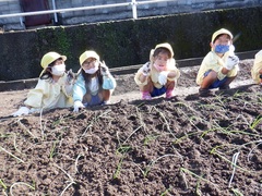 タマネギの苗植えをしている幼児の写真