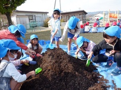 チューリップの球根植えをしている幼児の写真