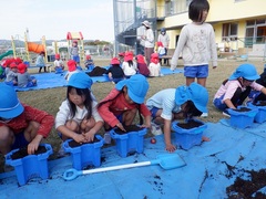 チューリップの球根植えをしている幼児の写真