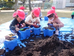 チューリップの球根植えをしている幼児の写真