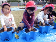 チューリップの球根植えをしている幼児の写真