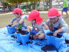 チューリップの球根植えをしている幼児の写真