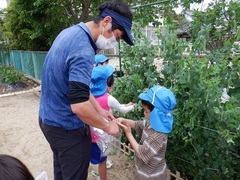 園庭のスナップエンドウの収穫をする幼児の写真