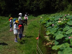 蓮の花を見る幼児の写真