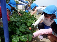 イチゴの収穫をしている幼児の写真