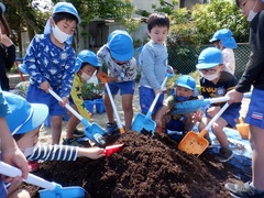 幼児が夏野菜の苗植えをしている写真