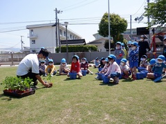 幼児が夏野菜の苗植えをしている写真