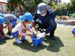 幼児が夏野菜の苗植えをしている写真