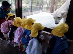 シロクマを見る幼児の写真