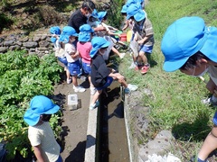 幼稚園の畑で虫探しをする幼児の写真