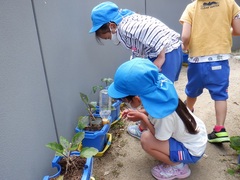 自分たちが植えた野菜の水やりをしている写真