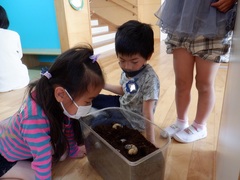 カブトムシの幼虫を見ている幼児の写真