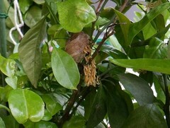 卵からかえったカマキリの赤ちゃんの写真