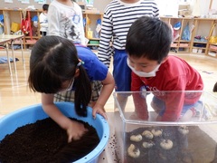 カブトムシの幼虫を見ている幼児の写真