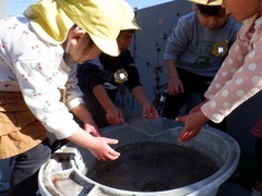 園庭で水が凍っているのを見付けた幼児の写真