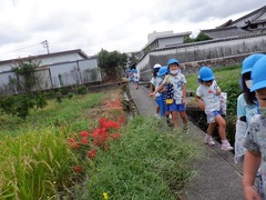 秋の自然物を見付けながら歩く幼児の写真