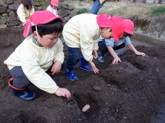 ジャガイモ植えをする幼児の写真