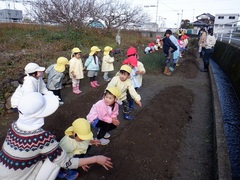 ジャガイモ植えをする幼児の写真