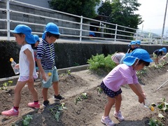 サツマイモの苗の水やりをしている幼児の写真