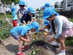 サツマイモの苗の水やりをしている写真