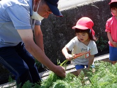 たまねぎ収穫の写真