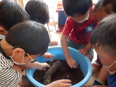 カブトムシを触る幼児の写真