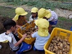 収穫したジャガイモを見ている幼児の写真