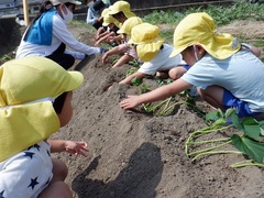 サツマイモの苗を植えている幼児の写真