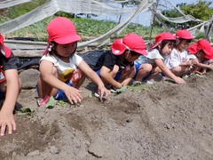 サツマイモの苗を植えている幼児の写真