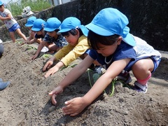 サツマイモの苗を植えている幼児の写真