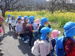 菜の花を見る幼児の写真