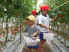 トマト狩りをする幼児の写真