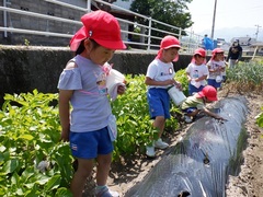 畑の様子を見る幼児の写真