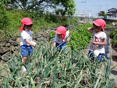 畑の様子を見る幼児の写真