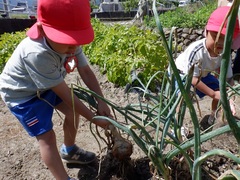 タマネギ収穫をしている幼児の写真