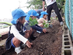 夏野菜の苗を植えている幼児の写真