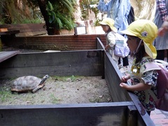 動物園を見て回る幼児の写真