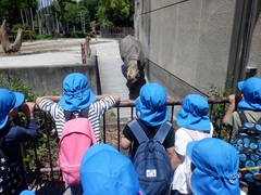 動物を見ている幼児の写真