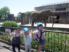 動物を見ている幼児の写真