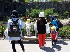 動物を見ている幼児の写真