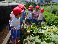 畑で遊ぶ幼児の写真